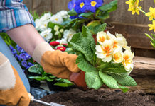 How To Keep Your Trees Healthy