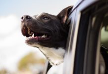 Reunion With Beloved Dog Finally Happens 12 Years Later