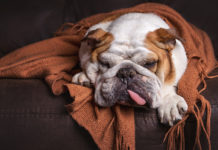 What To Do When Your Dog Has An Upset Stomach
