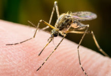 Why Mosquitoes Might Be Biting You