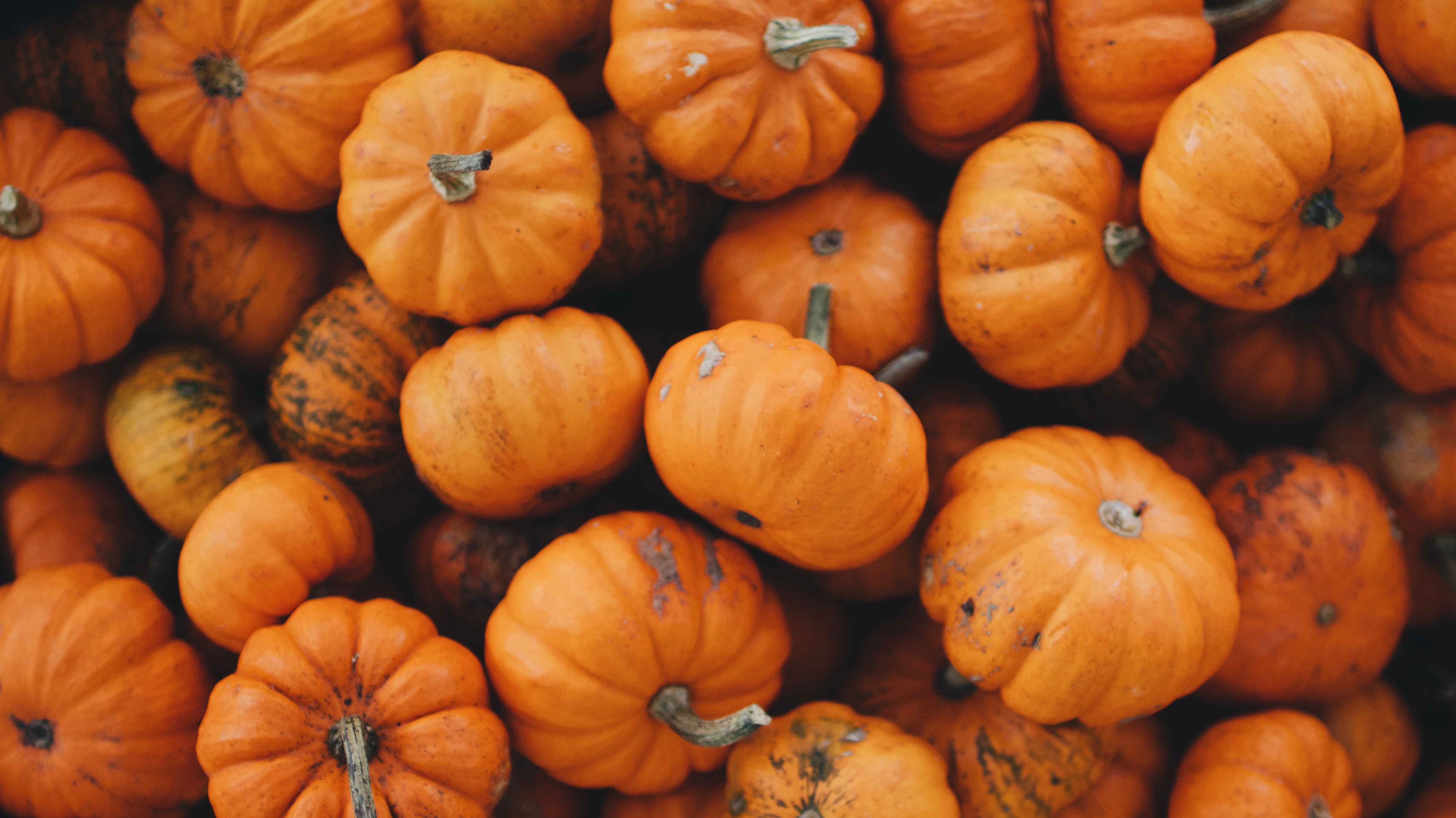 A Round-Up Of Pumpkin Flavored Foods - Ageful.