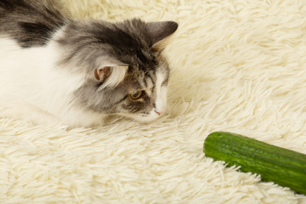 Why Are Cats Afraid Of Cucumbers? Ageful
