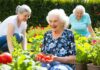 innovative senior wellness solutions